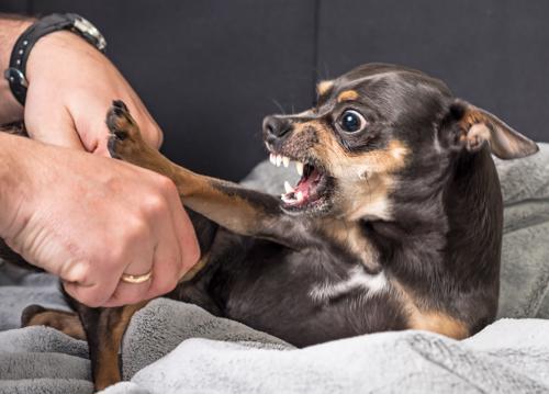 An angry small dog about to bite a man's hand in Hosuton.