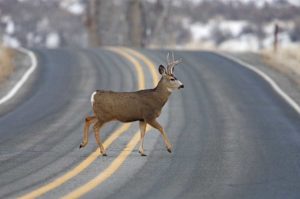 deer walking on the road, risking a single-car accident